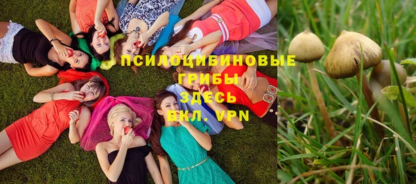 крисы Новокубанск