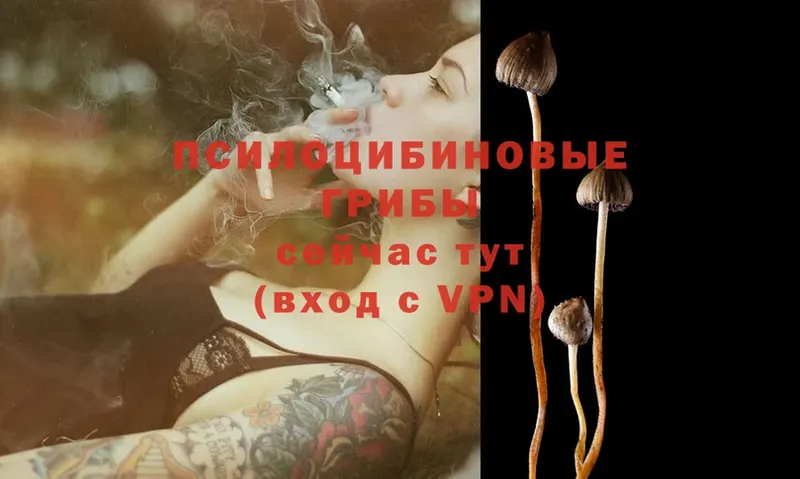 как найти наркотики  Ликино-Дулёво  Псилоцибиновые грибы Psilocybine cubensis 